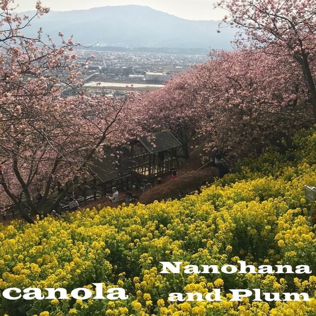 Nanohana and Plum