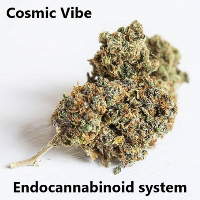 Endocannabinoid System