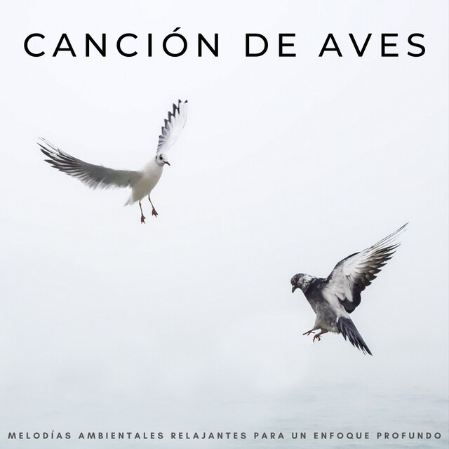 Canción De Aves: Melodías Ambientales Relajantes Para Un Enfoque Profundo