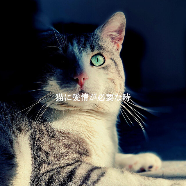 猫に愛情が必要な時