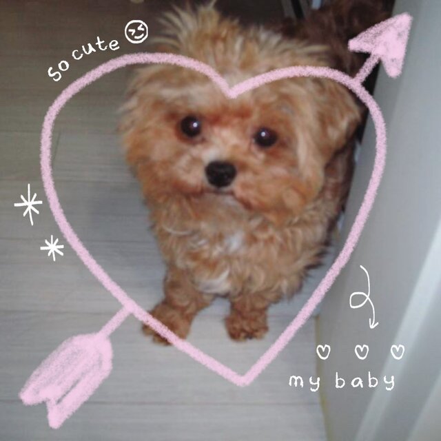 Dog Life!(prod. Jocief)