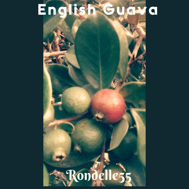 English Guava