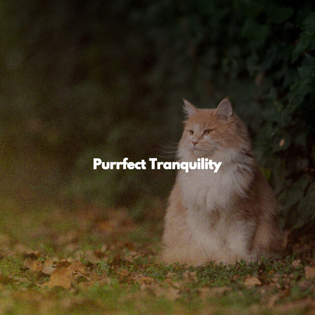 Purrfect Tranquility