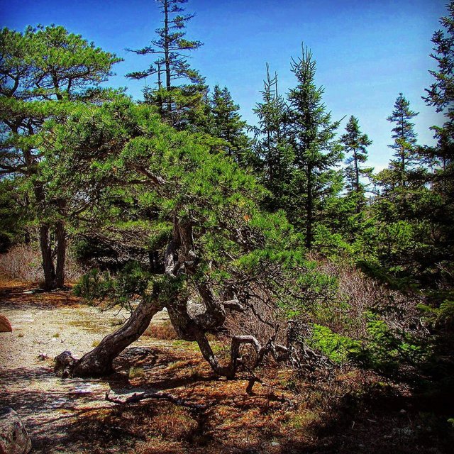 The Gravity Tree