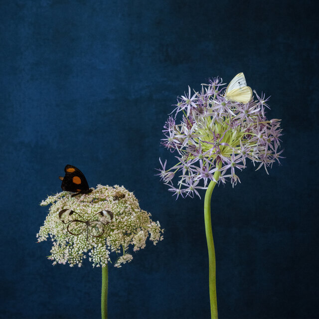 Cover art for album Dare Love by Milonaut