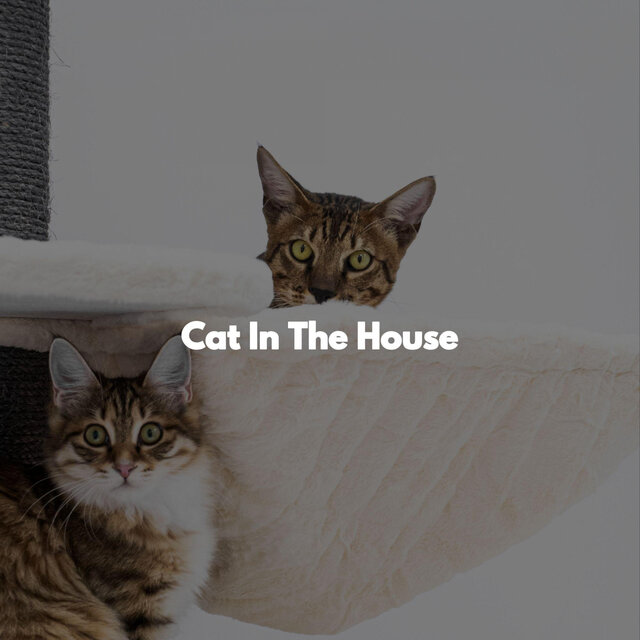 Cat In The House