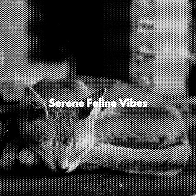 Serene Feline Vibes