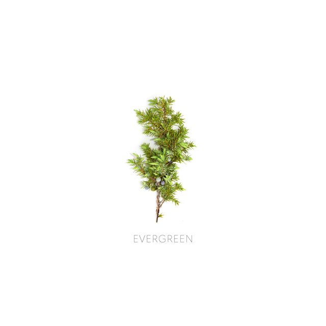 Evergreen