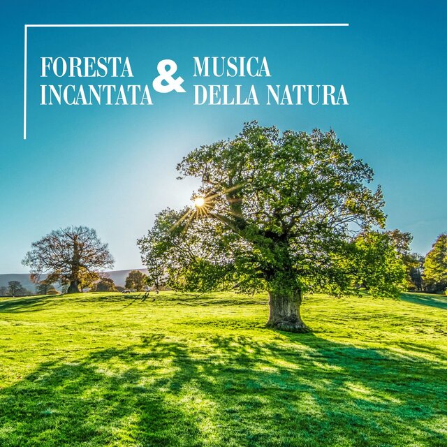 Foresta incantata & musica della natura: Suoni naturali, foresta, uccelli nel bosco