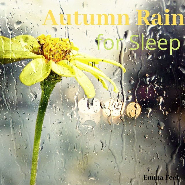 Autumn Rain for Sleep