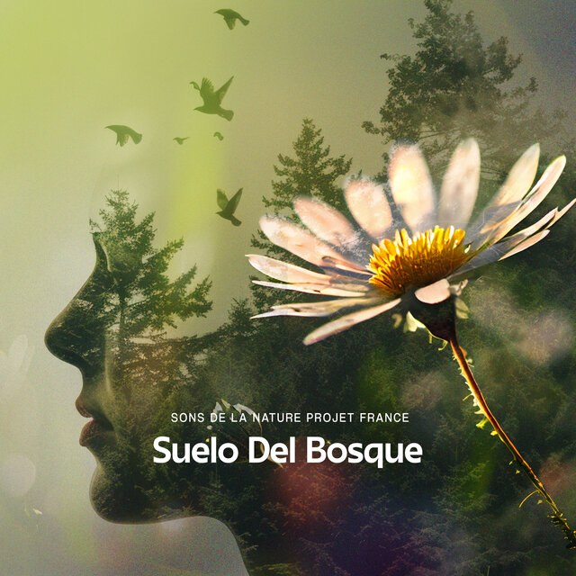 Suelo Del Bosque