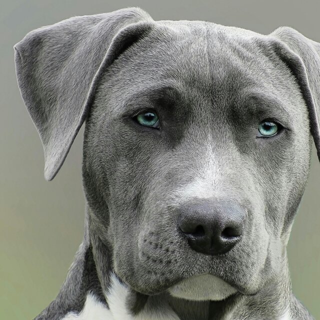 Amor pelo meu pet
