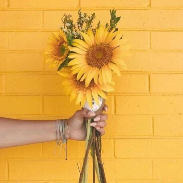 girasol