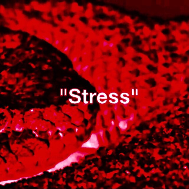 “Stress”