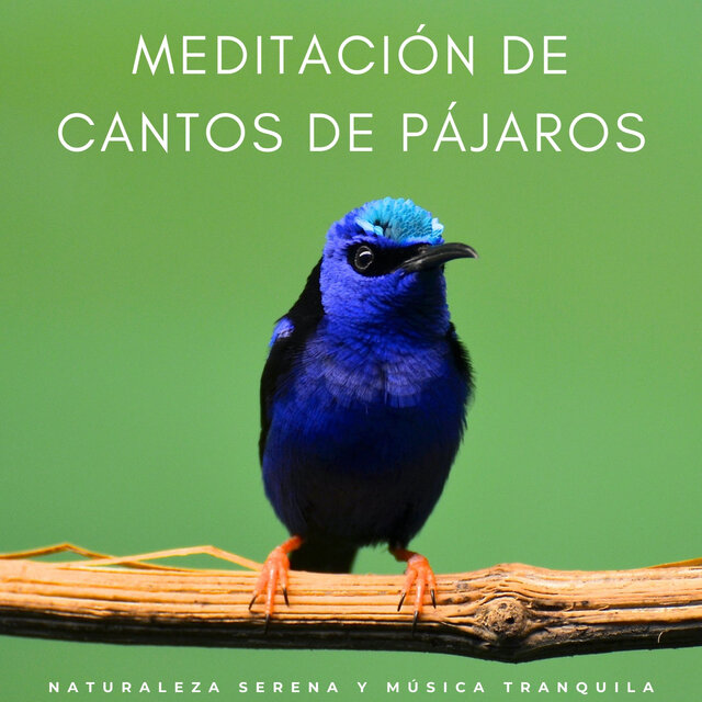 Meditación De Cantos De Pájaros: Naturaleza Serena Y Música Tranquila