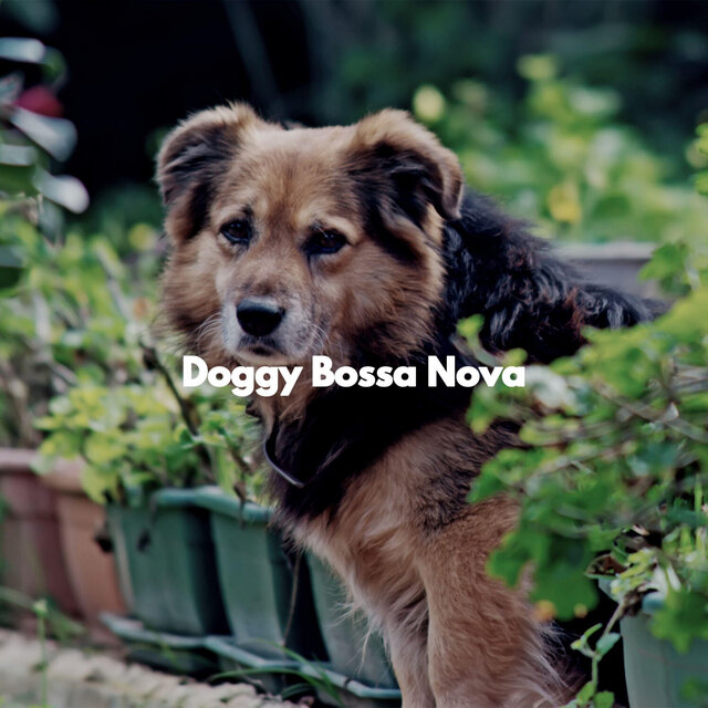 Doggy Bossa Nova