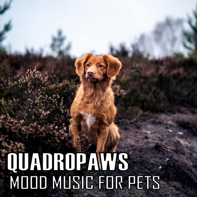 QUADROPAWS: Mood Music For Pets