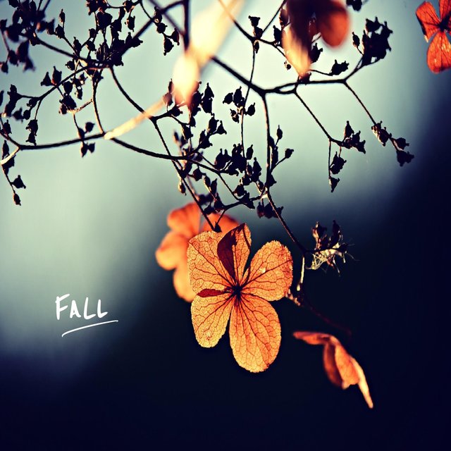 Fall