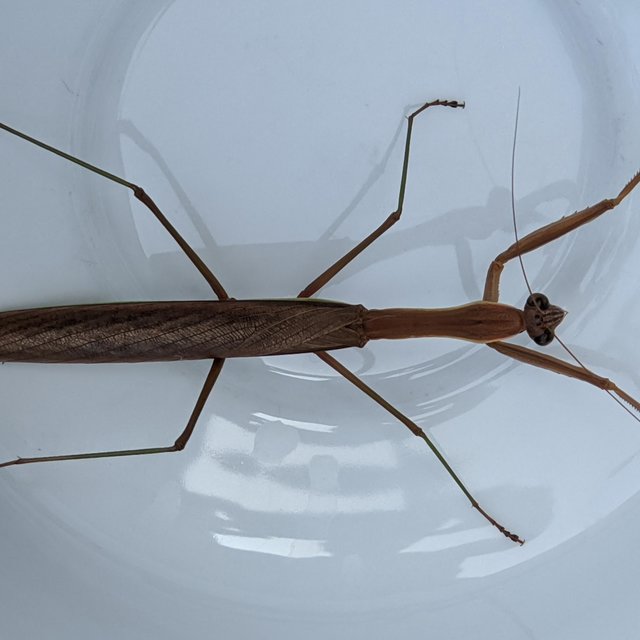 Bugs 3