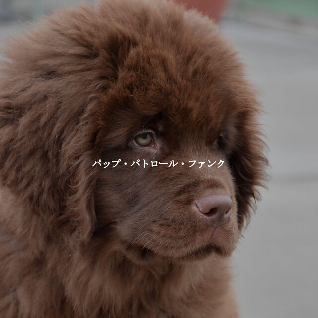 パップ・パトロール・ファンク