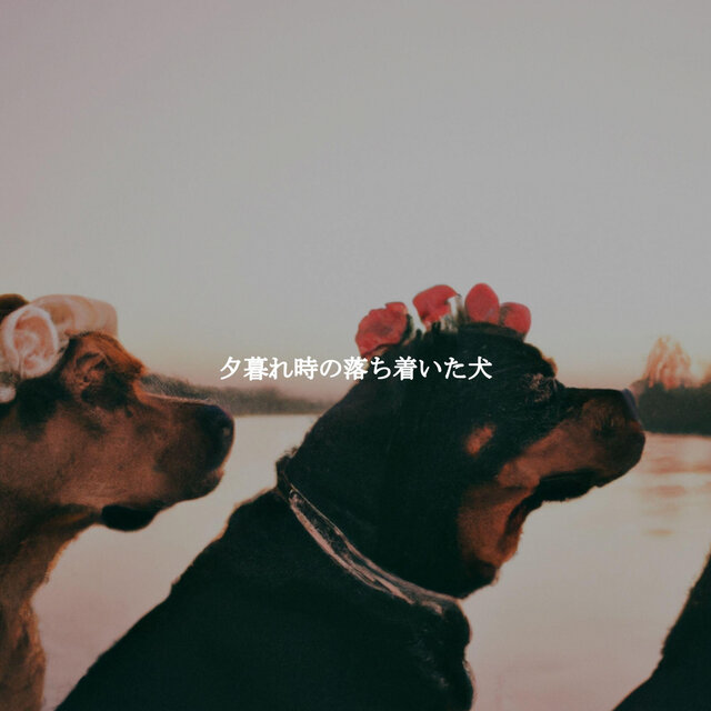 夕暮れ時の落ち着いた犬