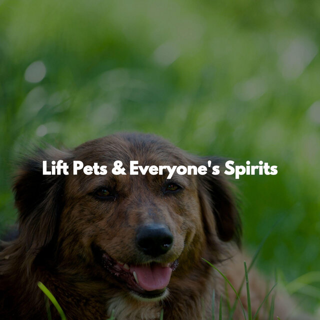 Lift Pets & Everyone's Spirits