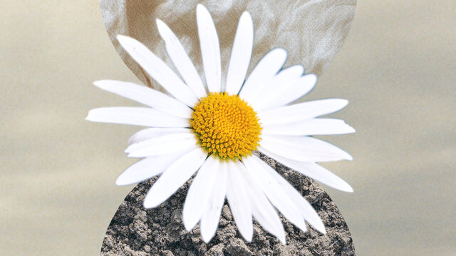 Chasing Daisies