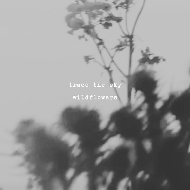 Wildflowers