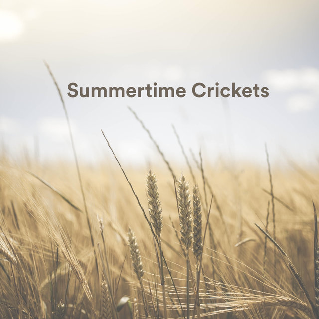 Summertime Crickets
