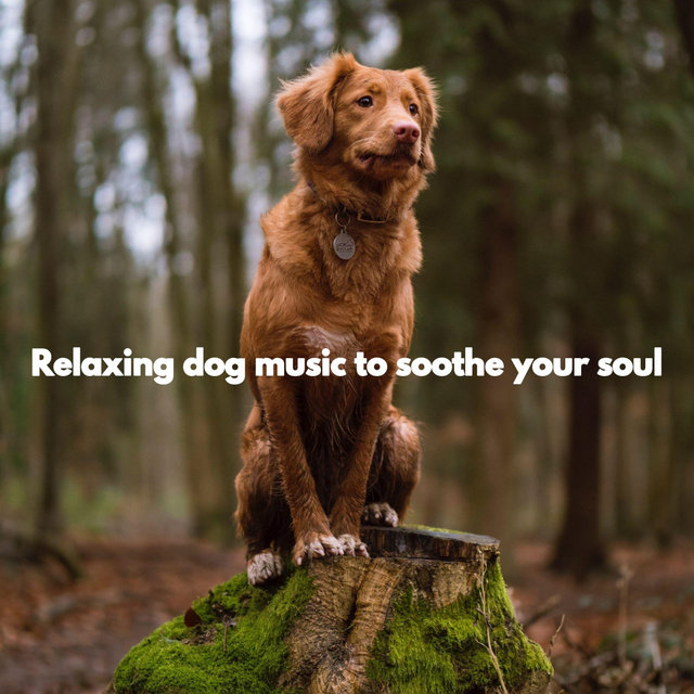 Relaxing dog music to soothe your soul