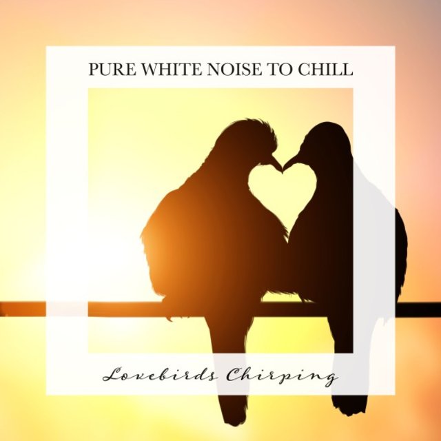 Lovebirds Chirping: Pure White Noise to Chill