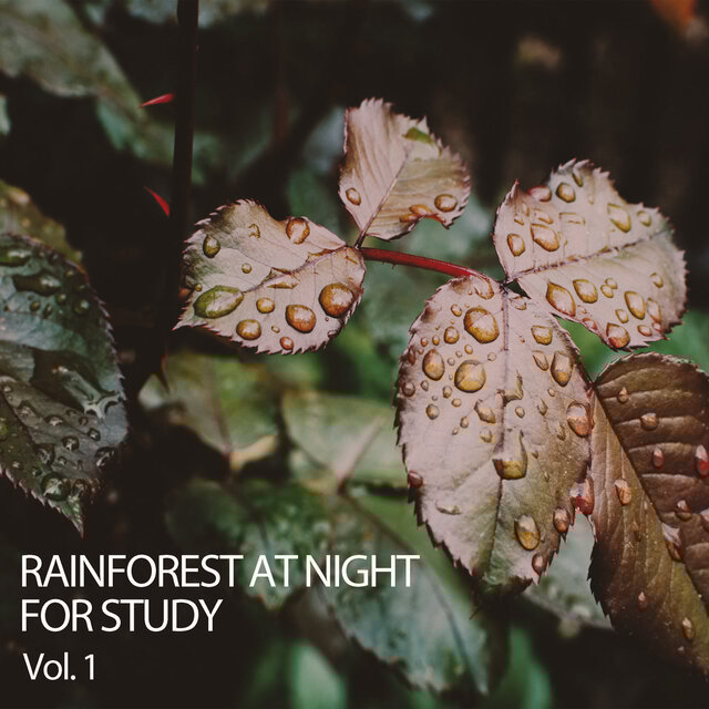 Rainforest at Night for Study Vol. 1