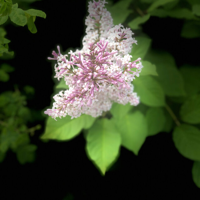 LUMEN (Crepesculum Remix)