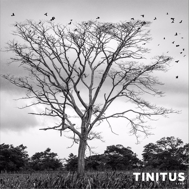 Tinitus Live