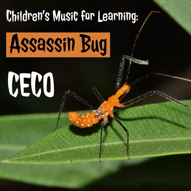 Children's Music for Learning: Assassin Bug