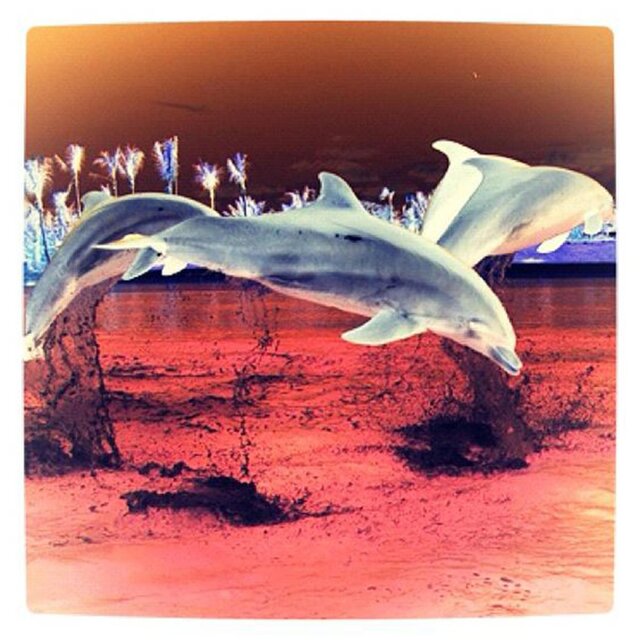 Dolphin 2