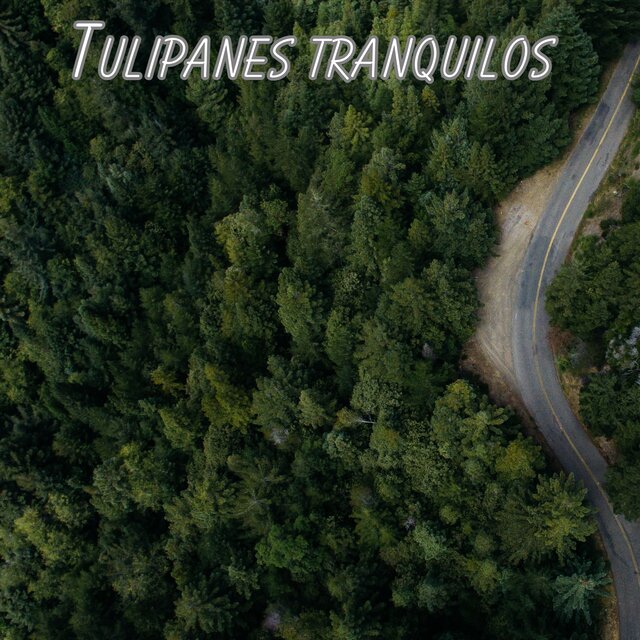 Tulipanes tranquilos