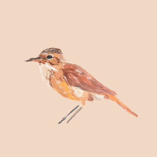 Furnarius Rufus