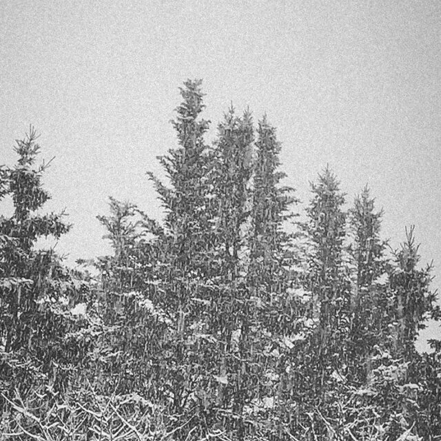Alone in the Snow