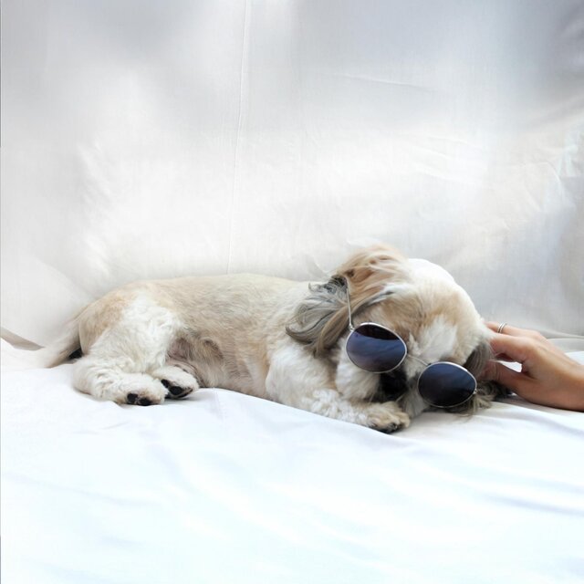 Relaxation binaurale du chien