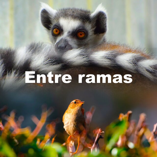 Entre ramas