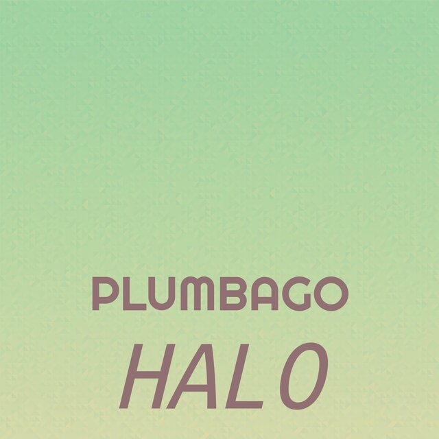 Plumbago Halo