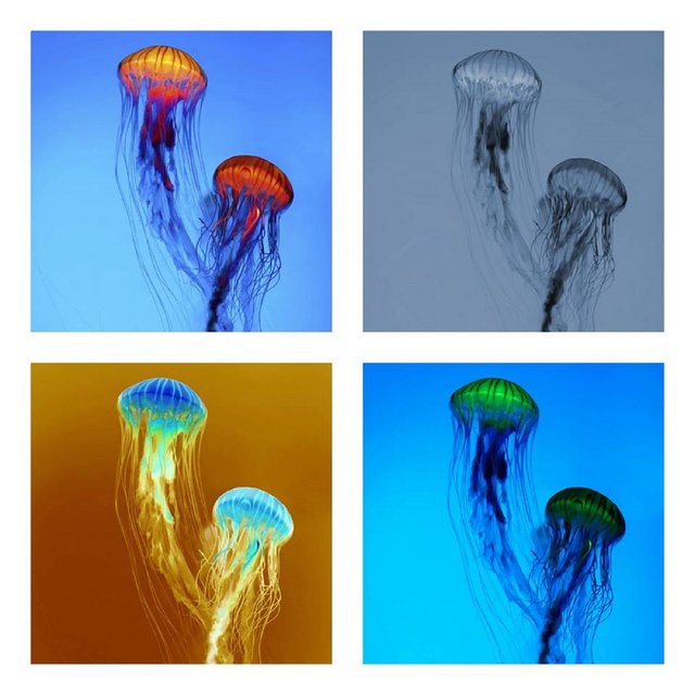 The Forgotten Jellyfish