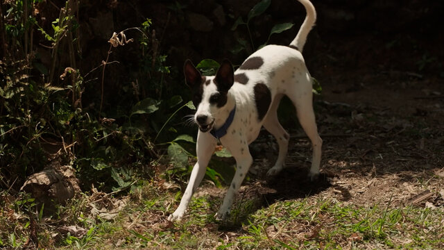 Senguruvi (From 