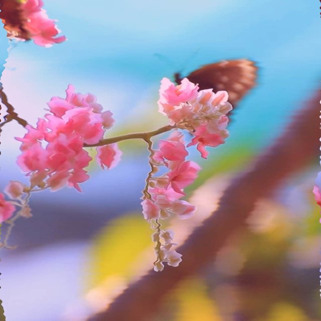 Flutter