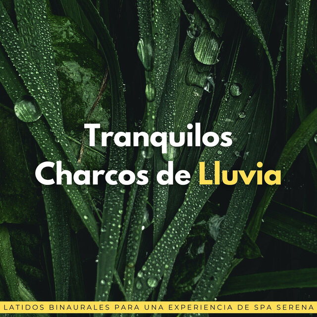 Tranquilos Charcos De Lluvia: Latidos Binaurales Para Una Experiencia De Spa Serena