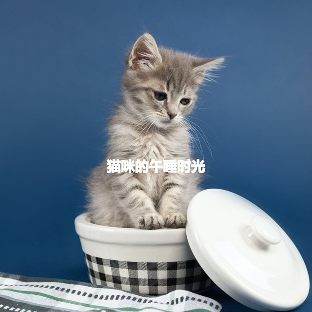 猫咪的午睡时光