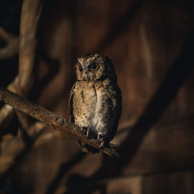 Nocturnal Serenity: Tranquil Meditations with Owl Sounds