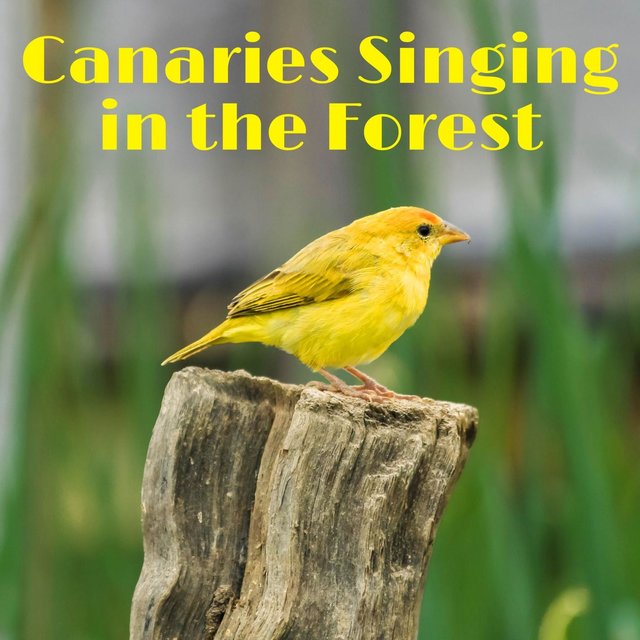 Canaries Singing in the Forest