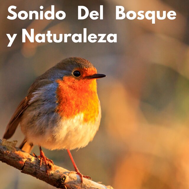 Sonido Del Bosque y Naturaleza